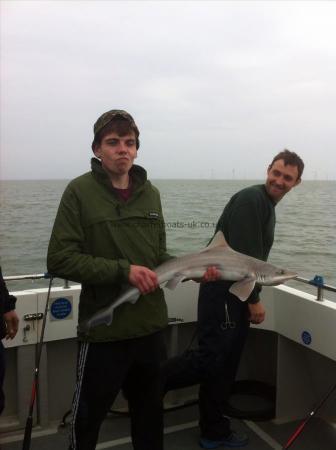 10 lb Starry Smooth-hound by Unknown
