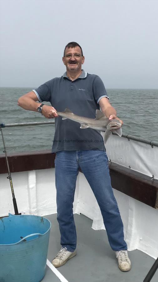 6 lb 2 oz Smooth-hound (Common) by Unknown