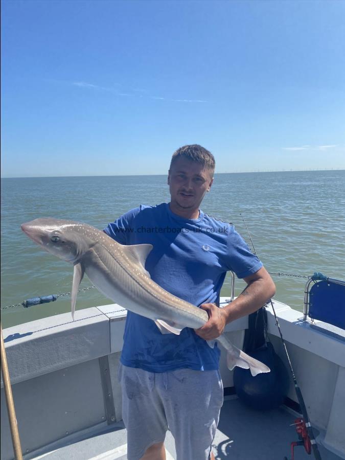 15 lb 5 oz Smooth-hound (Common) by Lewis