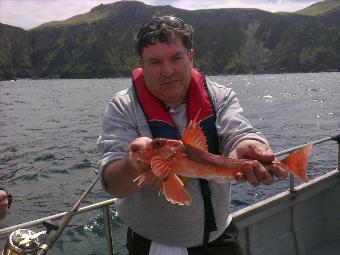 3 lb Red Gurnard by Unknown