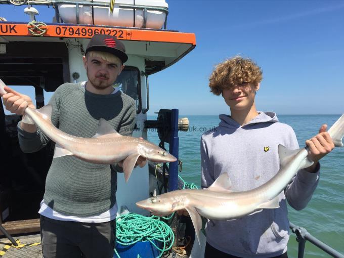 8 lb Smooth-hound (Common) by Unknown