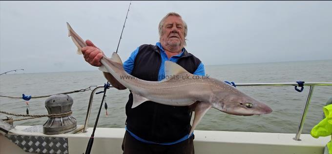 12 lb 5 oz Starry Smooth-hound by Bob