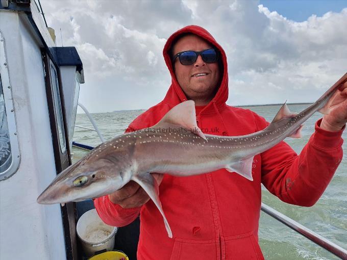 8 lb 2 oz Smooth-hound by Wayne from Ramsgate