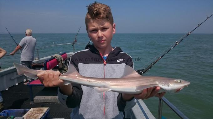 4 lb 2 oz Starry Smooth-hound by Darren from Medway