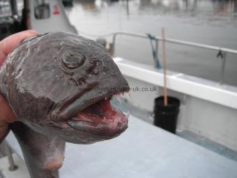 2 lb 8 oz Wolf Fish by Skipper