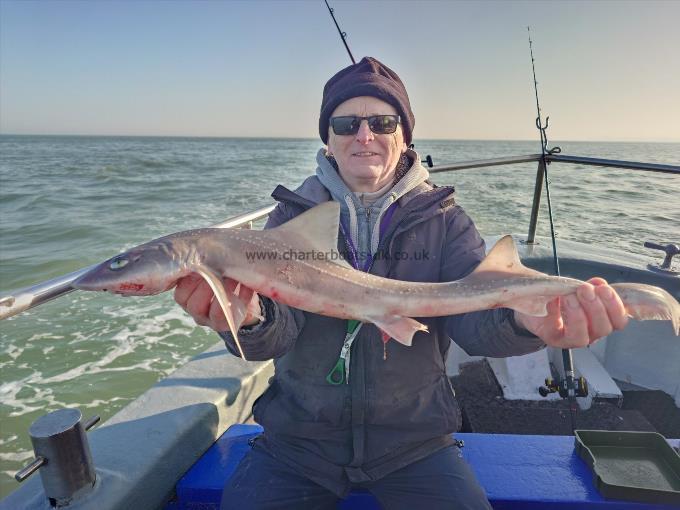 5 lb Smooth-hound by Steve