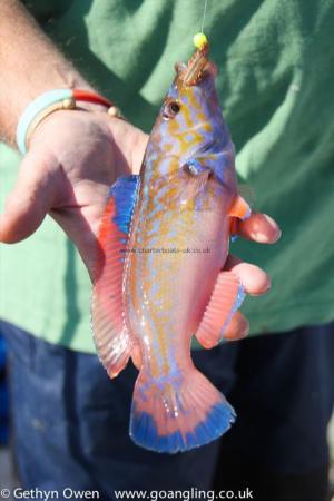 2 lb Cuckoo Wrasse by Steve H