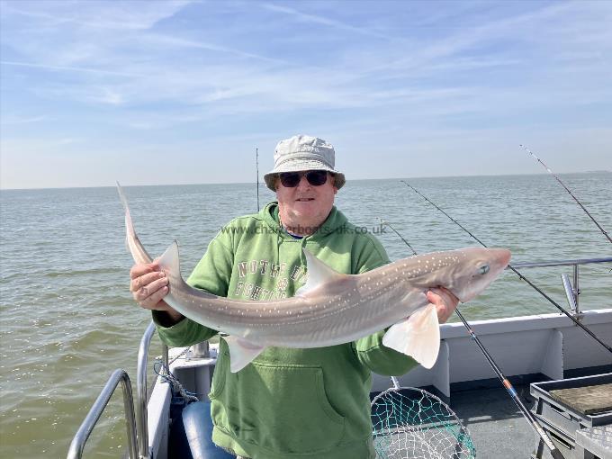 6 oz Smooth-hound by Unknown