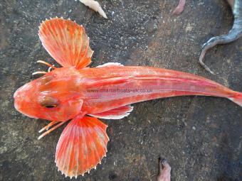 12 oz Red Gurnard by Unknown