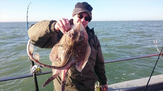 7 lb 5 oz Thornback Ray by Ian from Medway