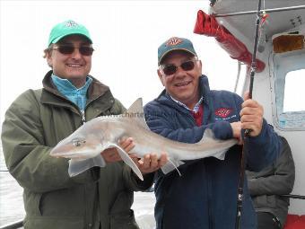 6 lb Starry Smooth-hound by Andrew and Neil