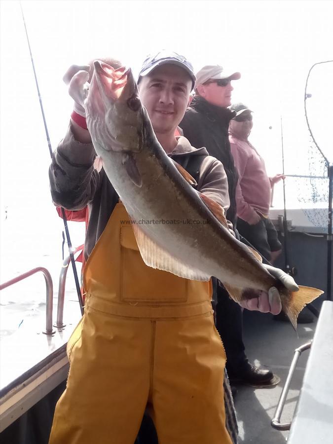 9 lb 12 oz Pollock by Unknown