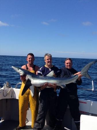 160 lb Blue Shark by Unknown