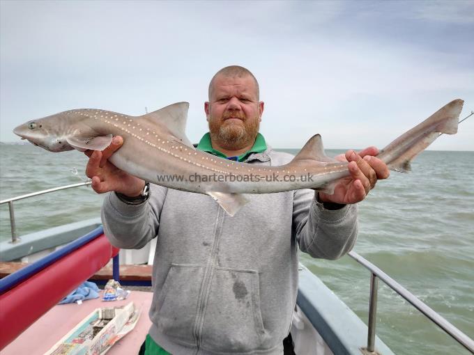 6 lb 1 oz Starry Smooth-hound by Stephen hayles