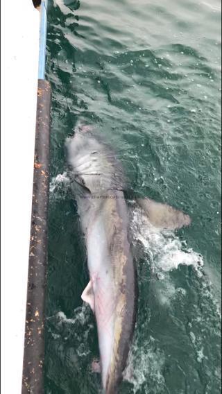 297 lb Porbeagle by Joe Carter