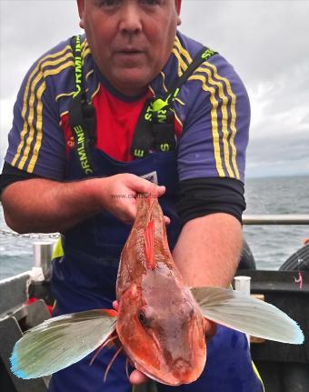 3 lb 8 oz Tub Gurnard by skipper dom