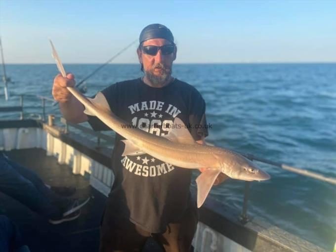 5 lb Smooth-hound (Common) by Unknown