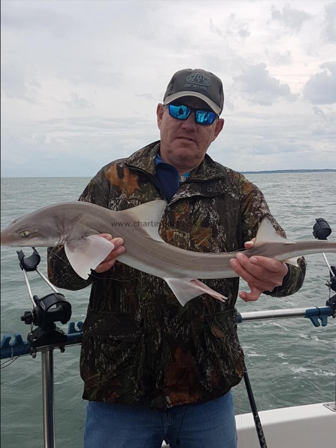 5 lb Starry Smooth-hound by Jacko