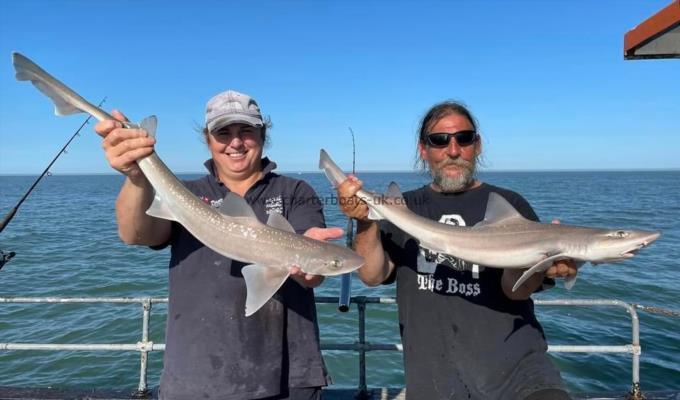 7 lb Starry Smooth-hound by Unknown