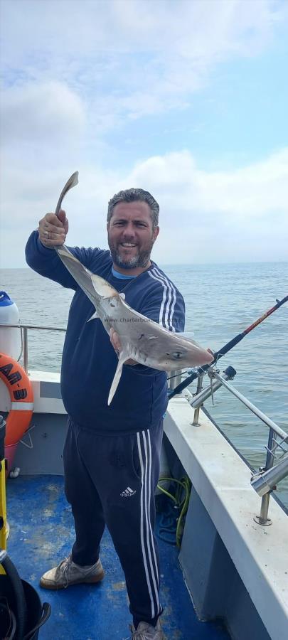 6 lb Smooth-hound by Unknown