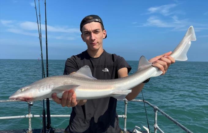 8 lb Starry Smooth-hound by Unknown