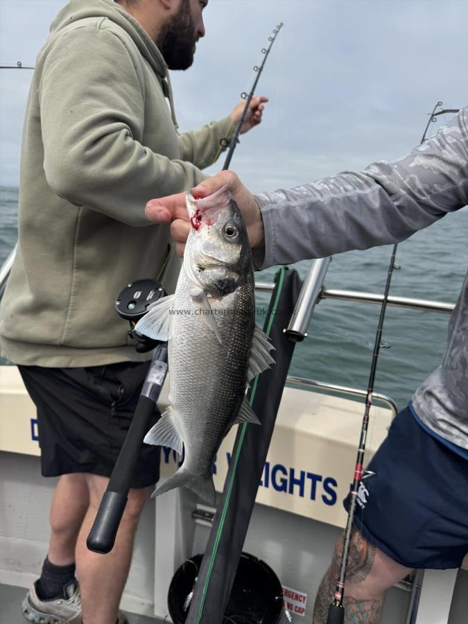 2 lb Bass by Unknown