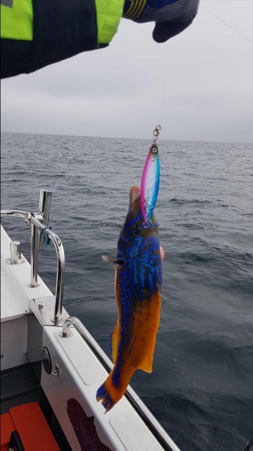 1 lb 14 oz Cuckoo Wrasse by Steve