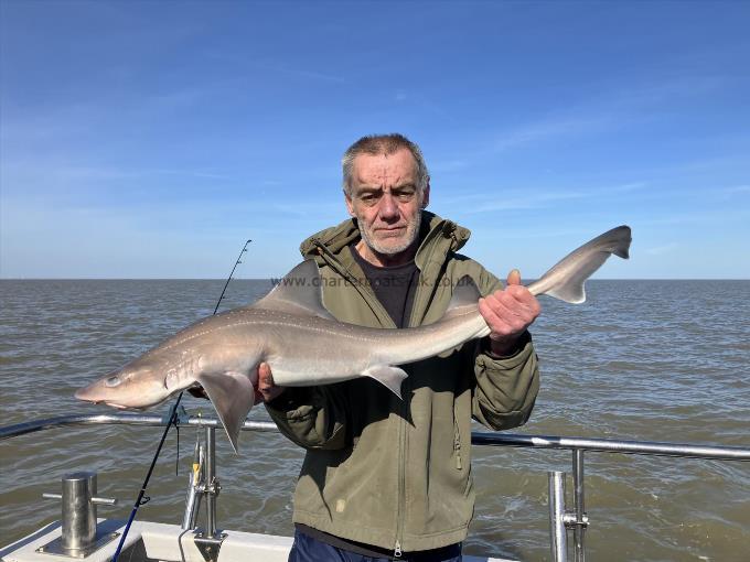 10 lb Smooth-hound by Unknown