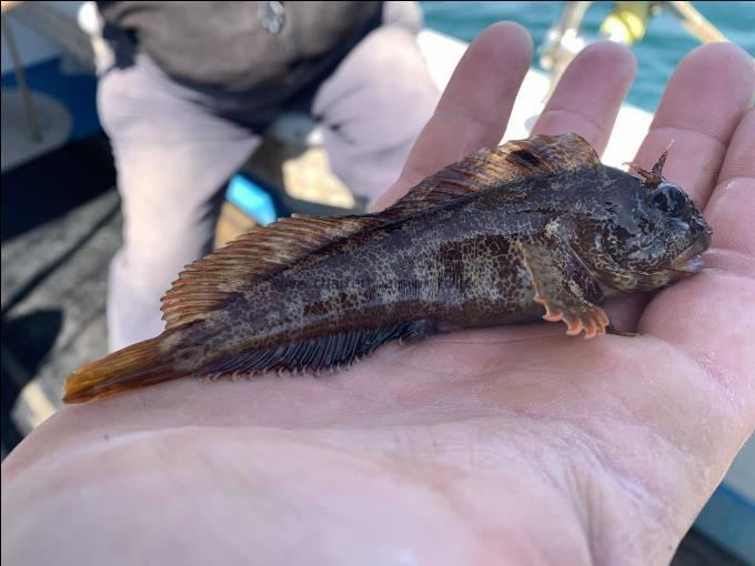 1 oz Tompot Blenny by Nick