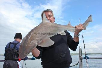13 lb Starry Smooth-hound by Dave
