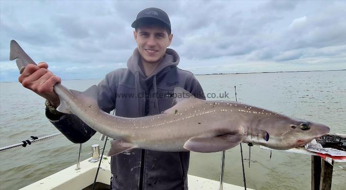 13 lb 1 oz Starry Smooth-hound by Pete