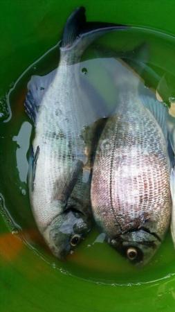 2 lb 5 oz Black Sea Bream by Unknown