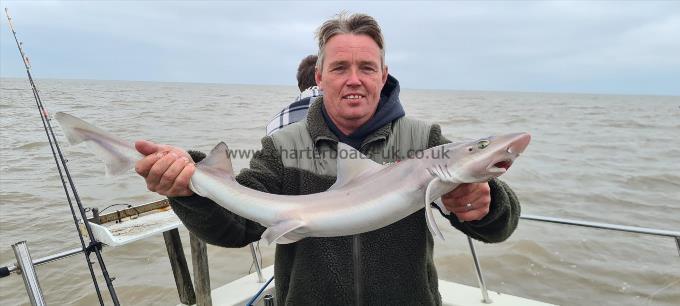 7 lb Starry Smooth-hound by Alan