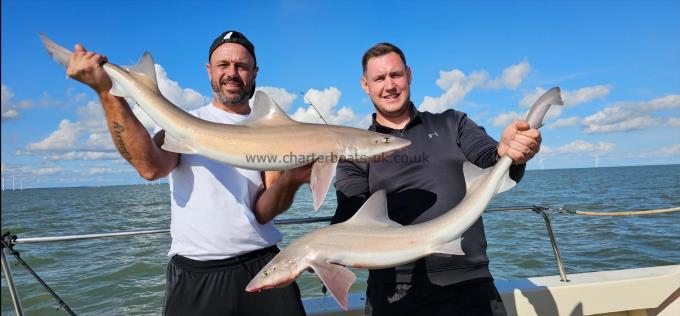 13 lb 6 oz Smooth-hound (Common) by Arthur