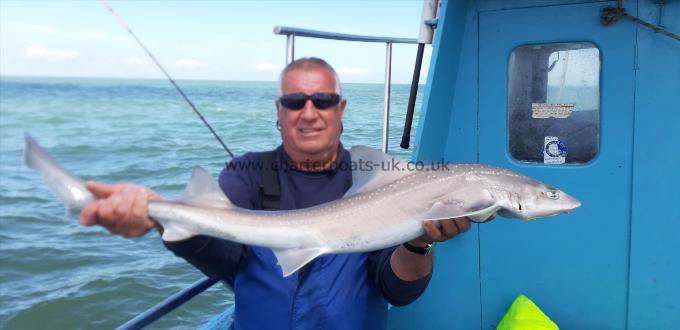 9 lb Smooth-hound (Common) by Bill