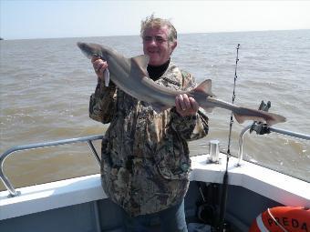 12 lb 9 oz Starry Smooth-hound by Unknown