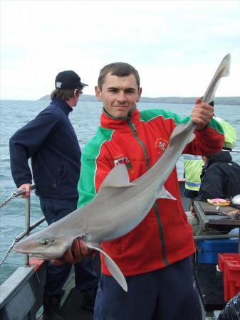 15 lb Smooth-hound (Common) by Unknown