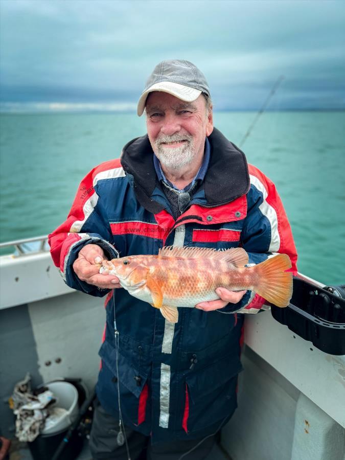 1 lb 7 oz Ballan Wrasse by Terry