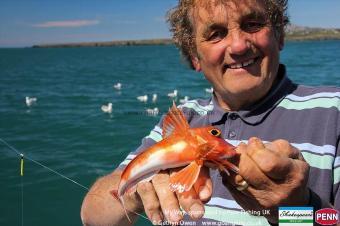 1 lb Red Gurnard by Dave