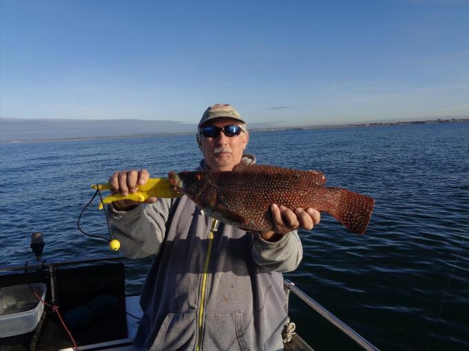 4 lb 4 oz Ballan Wrasse by legend