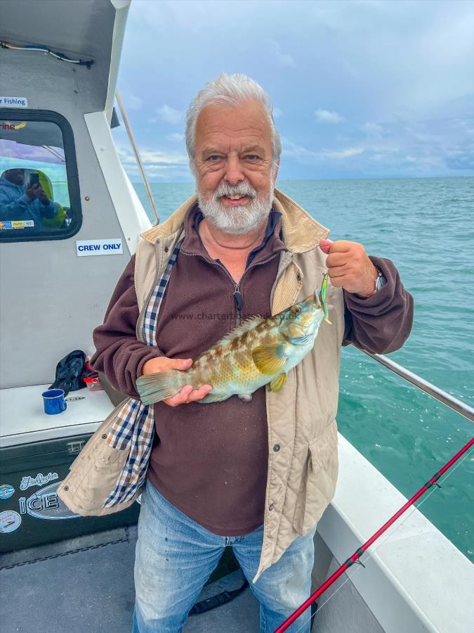 2 lb Ballan Wrasse by Unknown