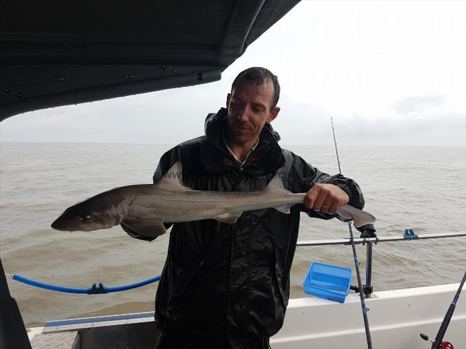 5 lb Starry Smooth-hound by Mike