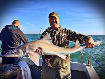 16 lb Starry Smooth-hound by Unknown