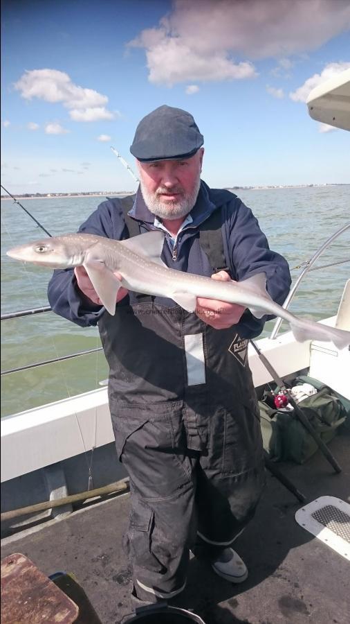 4 lb Starry Smooth-hound by Bob Marshall