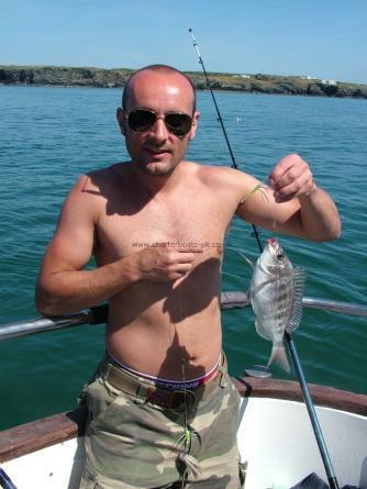 1 lb Black Sea Bream by Unknown