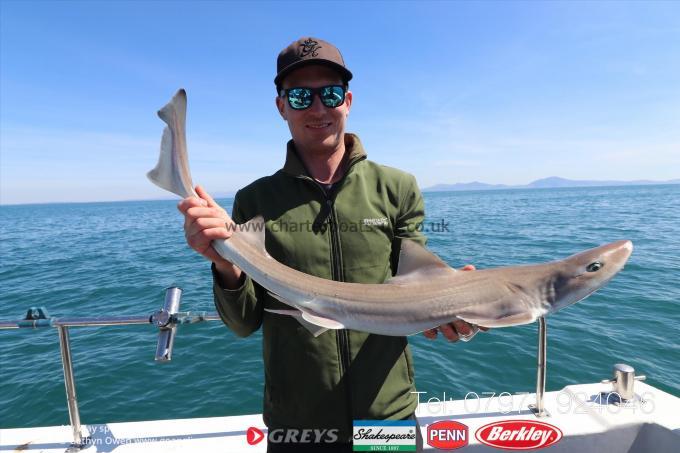 5 lb Starry Smooth-hound by Simon