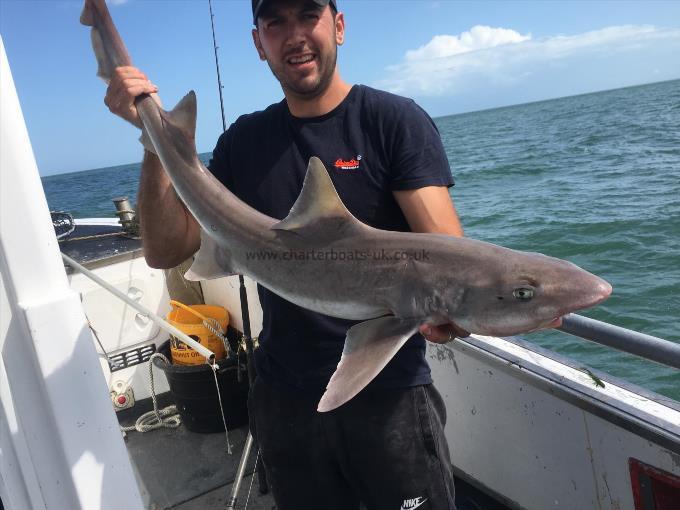 15 lb Smooth-hound (Common) by Unknown