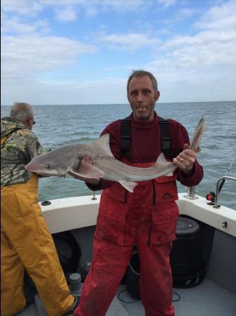 11 lb Starry Smooth-hound by steven macleod