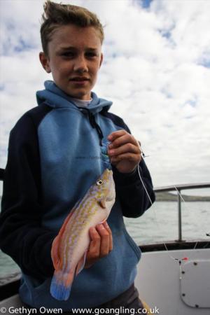 1 lb 8 oz Cuckoo Wrasse by Luke