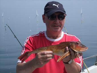 3 lb Tub Gurnard by John Snee